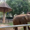 チェンマイ動物園